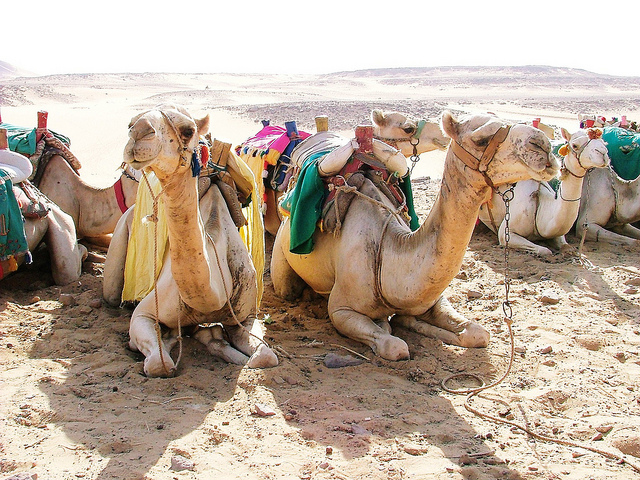 Camels_Flickr_OnTheGoTours.jpg