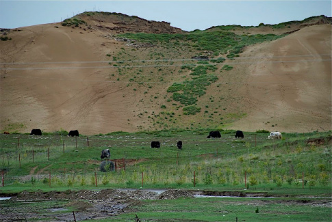 Image 2 Herders Tibet in piece.jpg