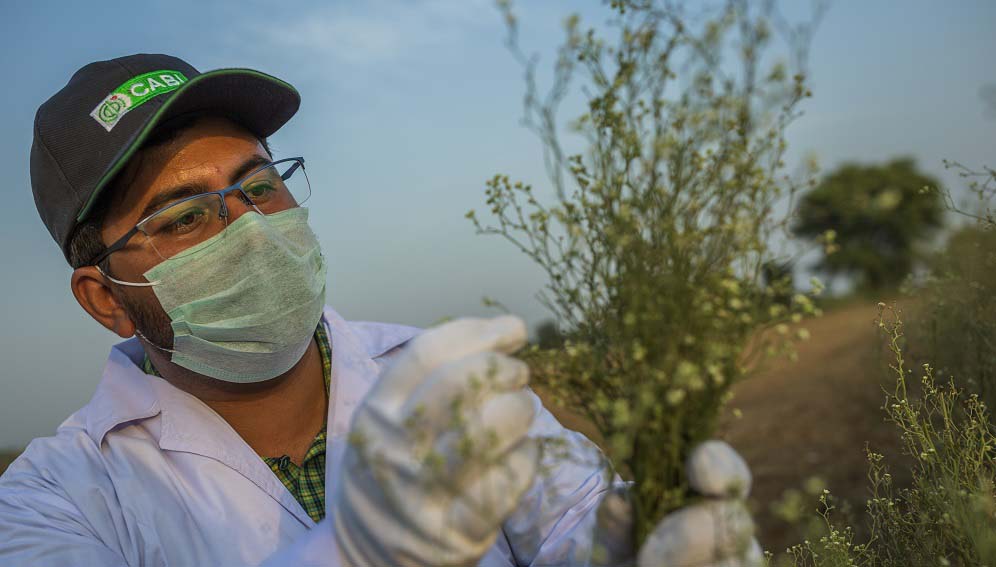 A scientist examines parthenium weed