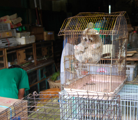 Primate 3 in cage.jpg