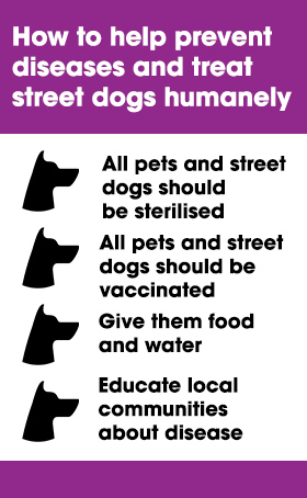 How to help street dogs.jpg