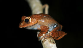 Frog of Madagascar 3