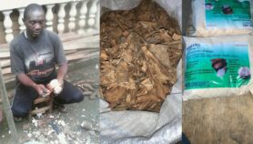 Transformer les épluchures de manioc en farine