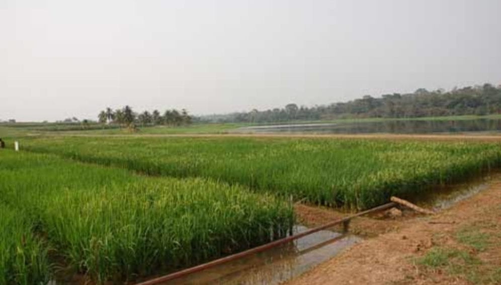 Hybrid rice plants in IRRI-WARDA nurseries