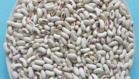 Cinq nouvelles variétés améliorées de haricot au Cameroun