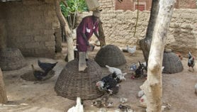 La grippe aviaire menace la sécurité alimentaire