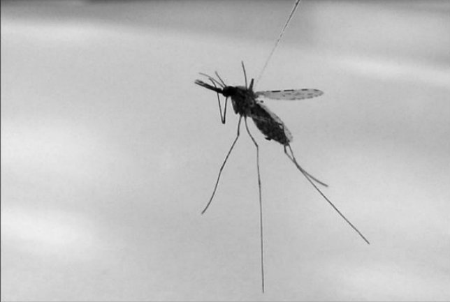 Mosquito Malaria 2