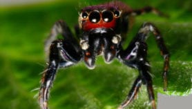 Des araignées pour lutter contre le paludisme