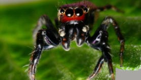 Des araignées pour lutter contre le paludisme