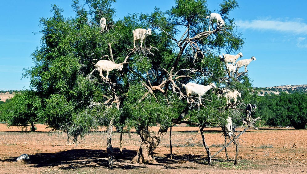 Argan Oil Goat tree - Main