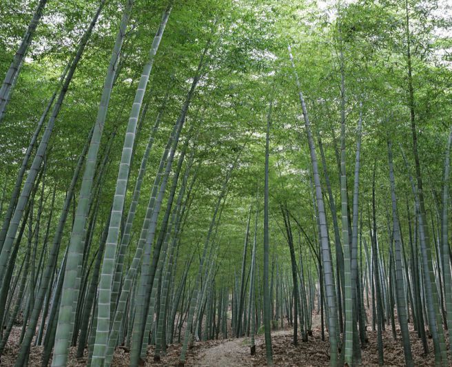 La Chine veut vulgariser les vertus du bambou  en Afrique  