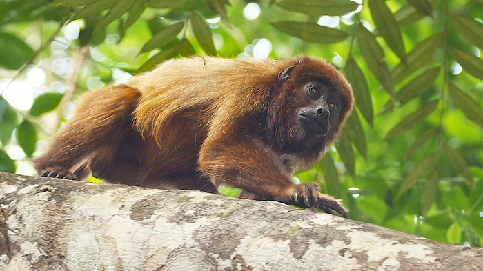 The brown howler monkey