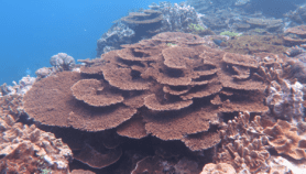 Découverte : les récifs coralliens ingèrent les déchets plastiques