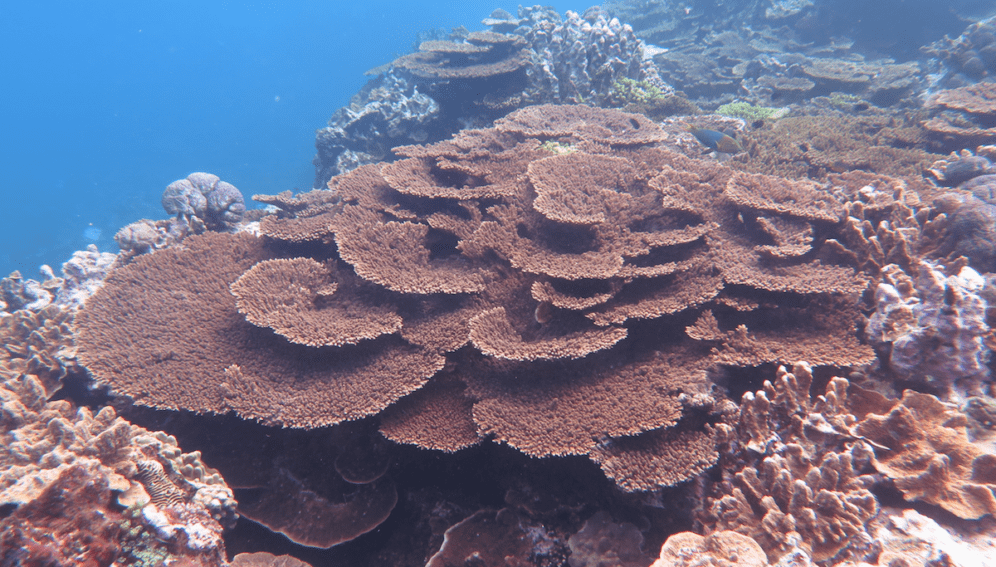 Coral_on_Great_Barrier_Reef_Mia_Hoogenboom