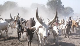Un projet de banque génétique du bétail, piloté par une équipe kényane