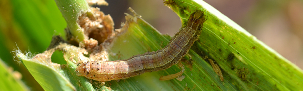 Fall Army Worm - larvae - articlebody