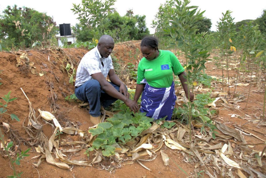 Onesmus donne des instructions à Eunice Kimanzi, enseignante et agricultrice, sur la protection des sols par la croissance des plantes comme l'un des moyens d’assurer la résistance.
