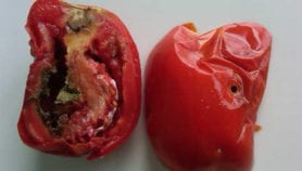 Voici comment agit la chenille mineuse de la tomate