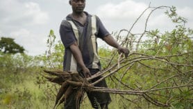 Le Kenya lance 14 applications mobiles pour l’agriculture