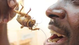 Promouvoir l’entomologie en Afrique