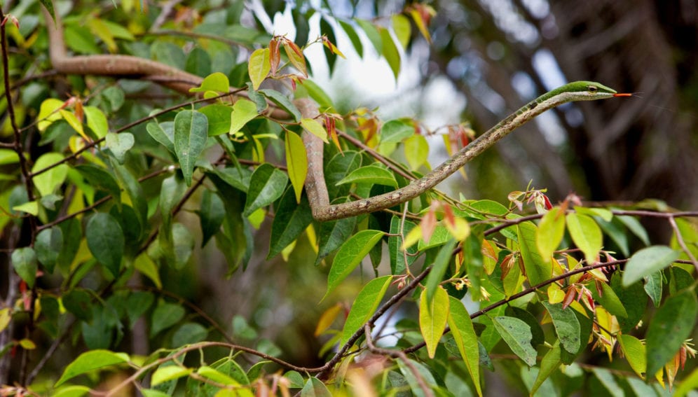 A long very thin tree snake with an arrow-shaped head