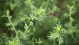 L’Artemisia, remède miracle ou pseudo-médecine ?