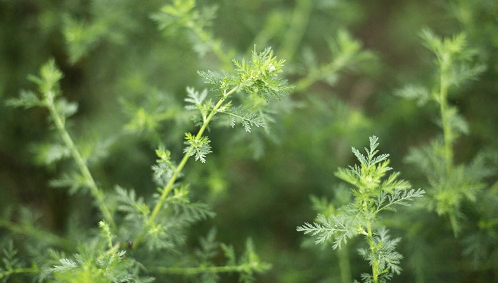Artemisia leaves