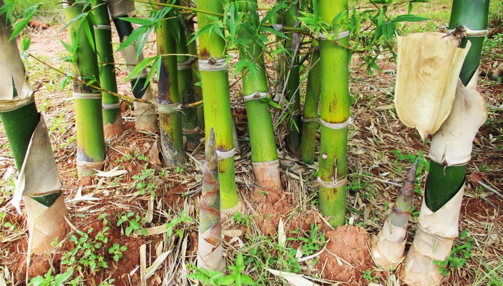 Bamboo Article