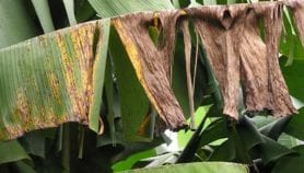 Banane Plantain: Un biofongicide pour lutter contre la maladie des raies noires