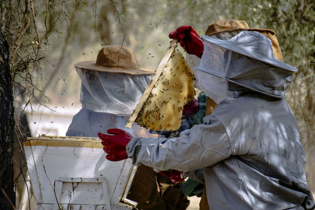 Beekeepers (Apiculteurs)