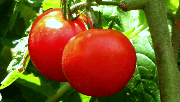 Benin Tomatoes_598