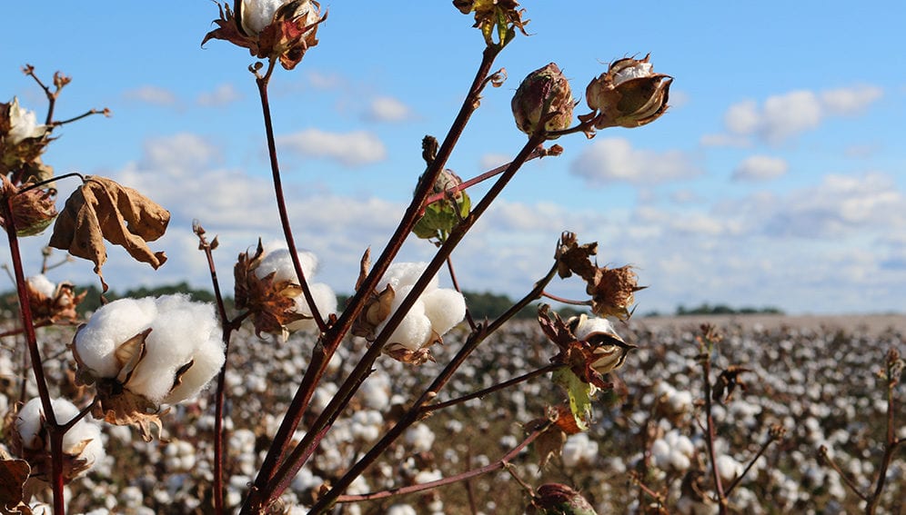 Burkina Cotton
