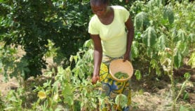 Les légumes africains comme remède à la malnutrition