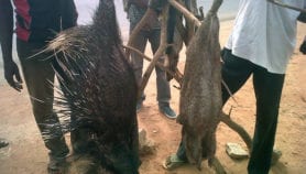 L’Afrique centrale ne peut se passer de la viande de brousse