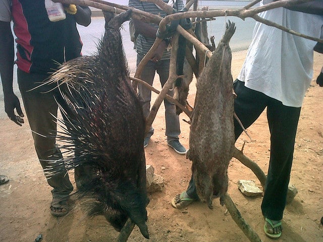Bushmeat 1