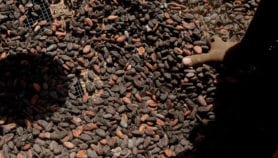 Produire de l’électricité à partir de la coque de cacao