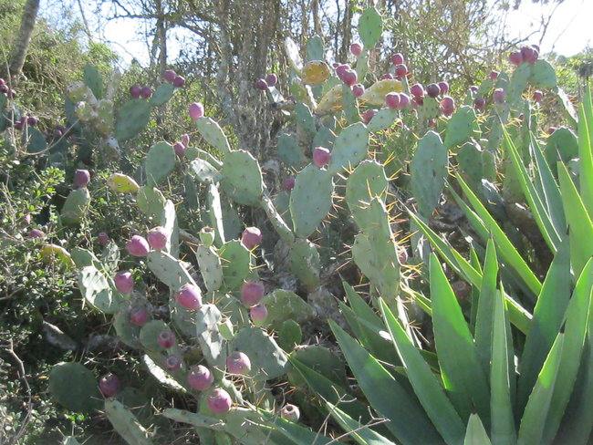 Cactus rouge 1