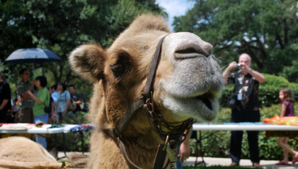 Camel_Houston Museum of Natural Science.jpg