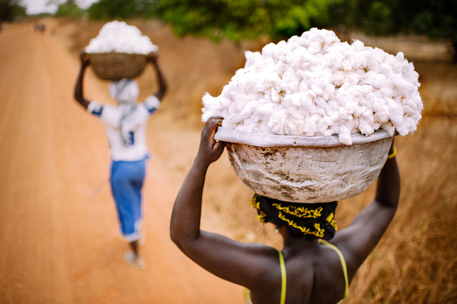 Carrying cotton_Flickr_CIFOR