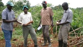 Le Pacsun, une alliance internationale pour sauver le manioc