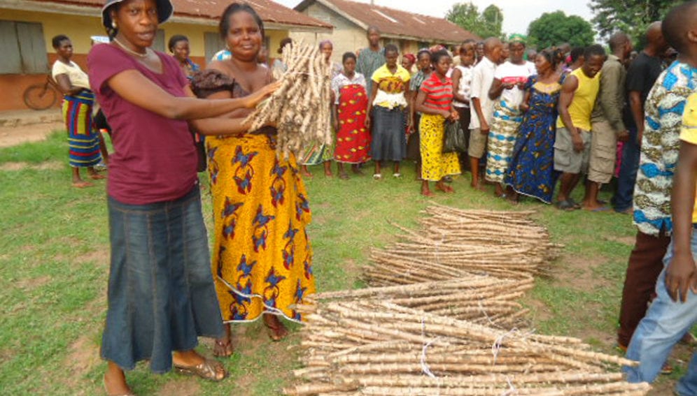 Cassava Distribution_IITA.jpg