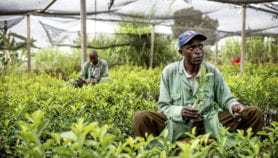 Un ravageur menace l’industrie des agrumes en Afrique