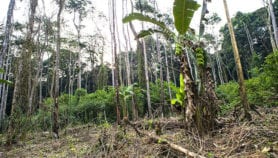 Les coûts réels de la réduction des émissions  produites par les forêts