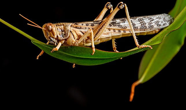 Desert Locust