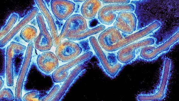 Ebola Virtus Sample