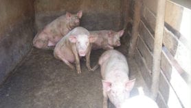 La peste porcine refait surface dans le nord du Cameroun