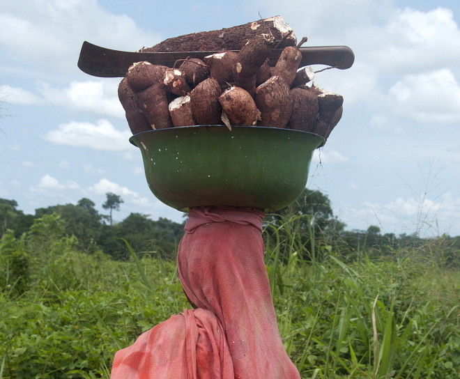 farmer_carrying_cassava_bowl_Jenny_Matthews_Panos