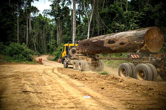 Forest (ForÃªt) wood truck