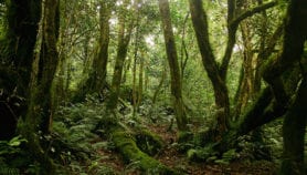 Une grande diversité d’arbres atténue le changement climatique