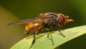 Nouvelles méthodes de lutte contre les mouches des fruits